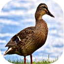 Duck Sounds aplikacja