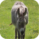 Donkey Sounds APK