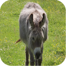 Donkey Sounds aplikacja