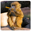 Whistle Sounds APK