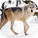 Wofl Sounds APK