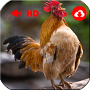 Ringtones de gallos APK