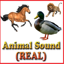 Animal Sound-REAL VOICE APK