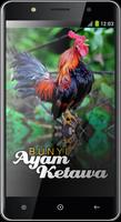 Bunyi Ayam Ketawa Affiche