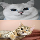 PURRFECT APK