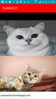 PURRFECT captura de pantalla 1