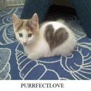 PURRFECTLOVE APK