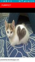 PURRFECTLOVE captura de pantalla 1