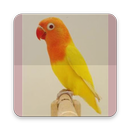 BUKU BURUNG LOVEBIRD APK