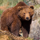 Ours Forêt Thèmes icône