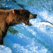 Beruang Teddy Wallpaper Tema