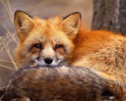 Best Fox Wallpapers ảnh chụp màn hình 3