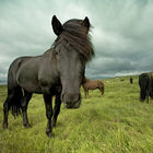 Bestes Pferd Wallpapers Zeichen