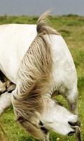 Meilleur Cheval Fonds d'écran capture d'écran 1