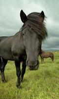 Best Horse Wallpapers ภาพหน้าจอ 2