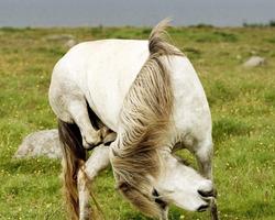 Best Horse Wallpapers ภาพหน้าจอ 3