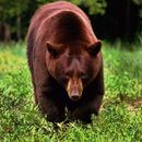 Temas del oso de Brown APK