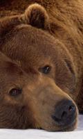 Brown Bear Themes ảnh chụp màn hình 1