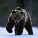 Brown Bear Wallpapers aplikacja