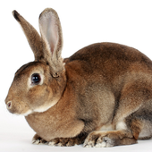 Bunny y el conejo de Fondos icono