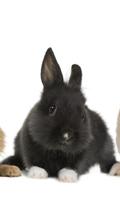 Bunny and Rabbit Wallpapers پوسٹر