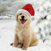 Christmas animals Wallpapers