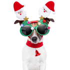 Christmas animals Themes icon