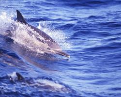 Dolphin Wallpapers اسکرین شاٹ 3