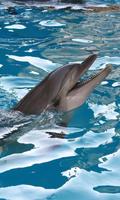 Dolphin wallpapers Cartaz