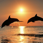 Temas de delfines icono