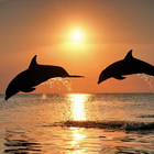 Dolphin Thèmes icône