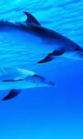 temas do golfinho Cartaz
