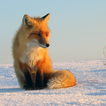 ”Fox Wallpapers