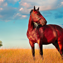 HD Themes Horse aplikacja
