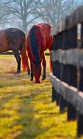 Cavalo Temas HD imagem de tela 2