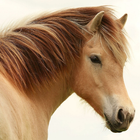 HD Wallpapers Horse ikona