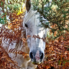 Accueil Cheval Fonds d'écran icône