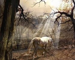 Accueil Cheval Fonds d'écran capture d'écran 3