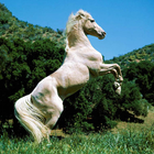 Distintas razas caballos Temas icono