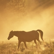 ”Horse HD Wallpapers