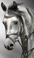 Horse HD Wallpapers Themes پوسٹر