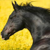 Animaux Wild Horse Thèmes HD icône