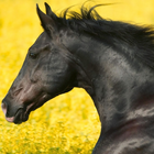 Wild Animals Horse HD Themes ikon