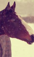 Hewan Liar Horse HD Themes poster