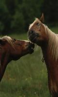 Animaux Wild Horse Thèmes HD capture d'écran 1