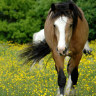 Animaux Wild Horse Wallpapers icône