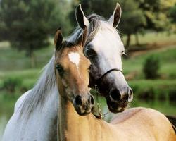 Animaux Wild Horse Wallpapers capture d'écran 3