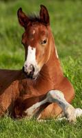 Animaux Wild Horse Wallpapers Affiche