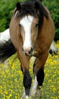 Animaux Wild Horse Wallpapers capture d'écran 2