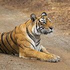 África selvagem Animais Temas ícone